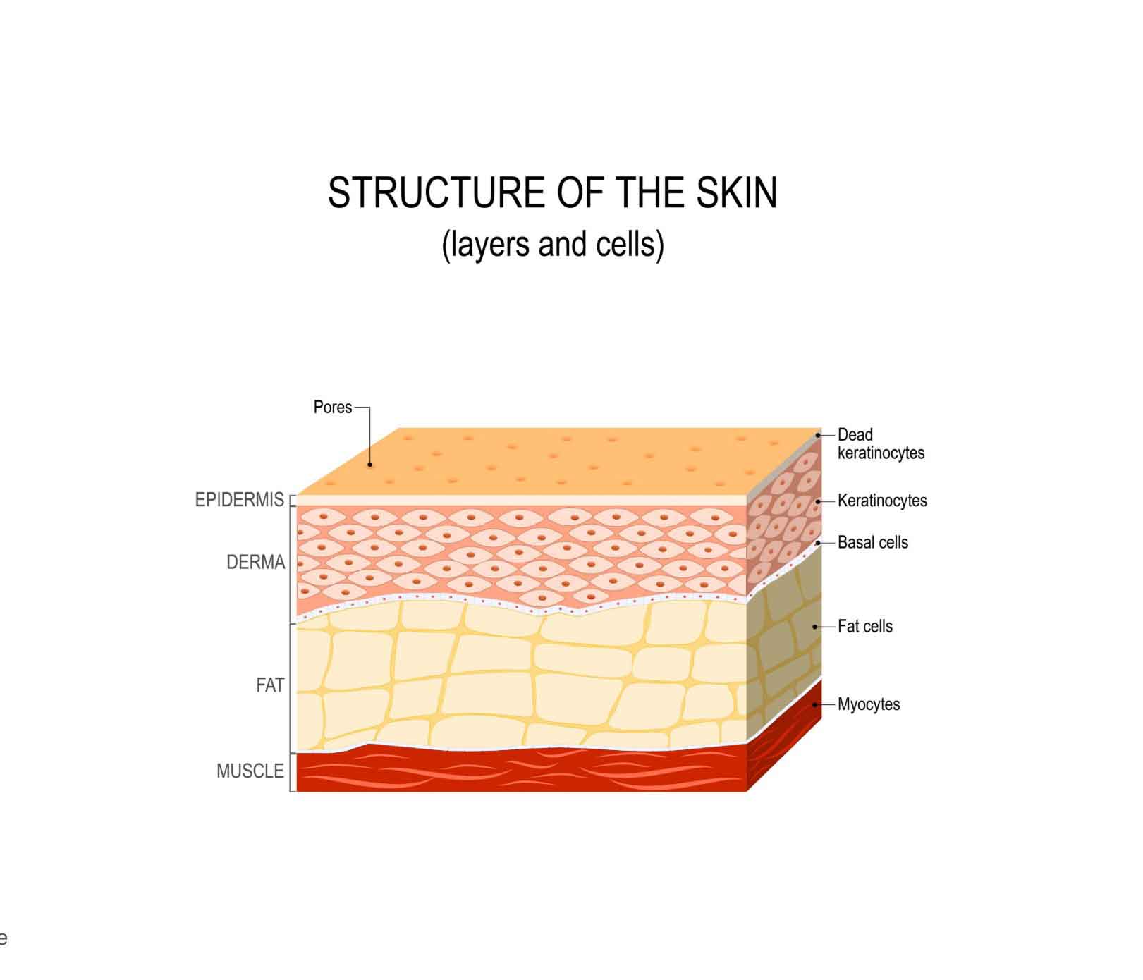 Diagram showing layers of the skin